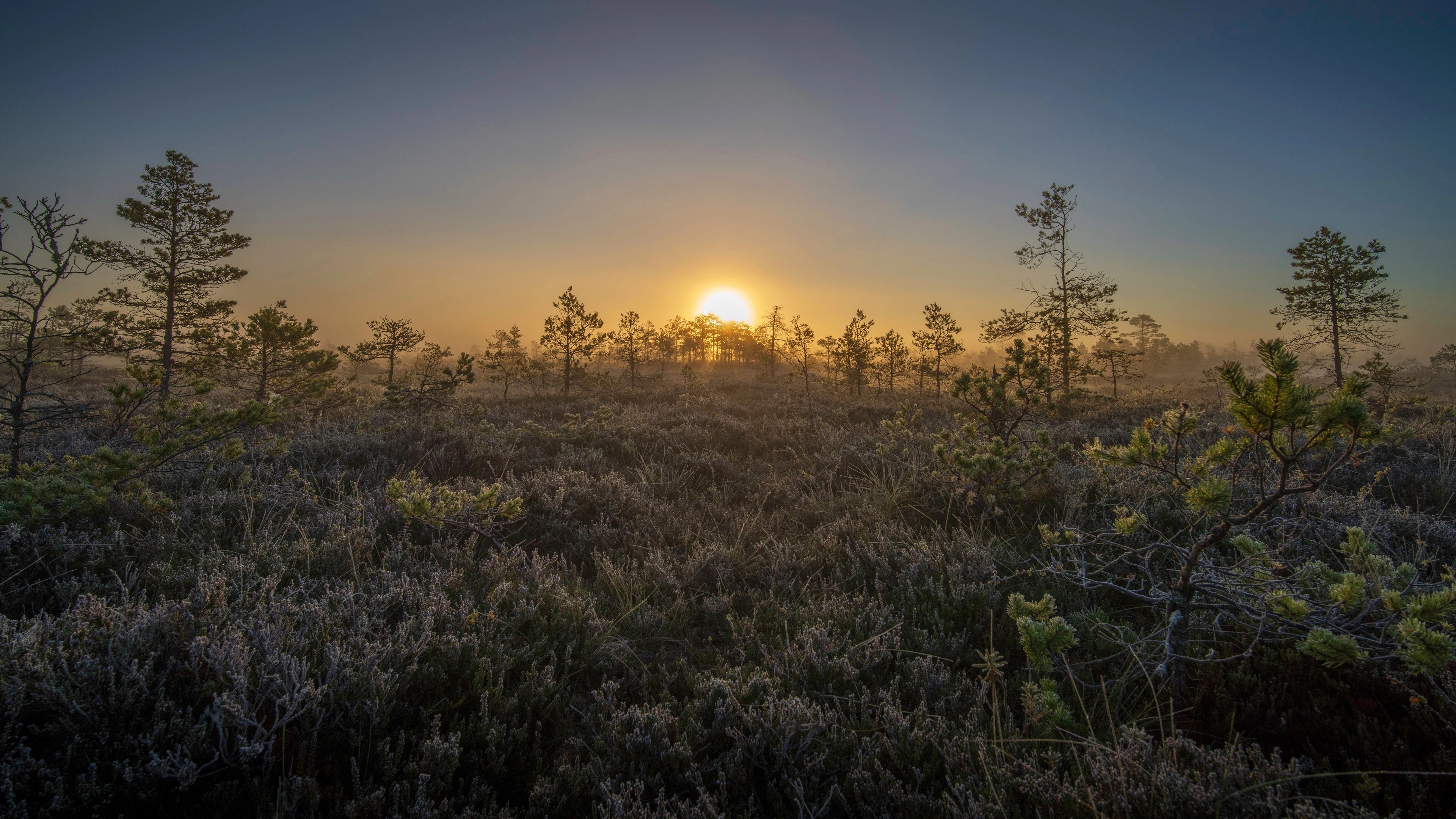 Sunrise breaking over a misty heath at dawn.