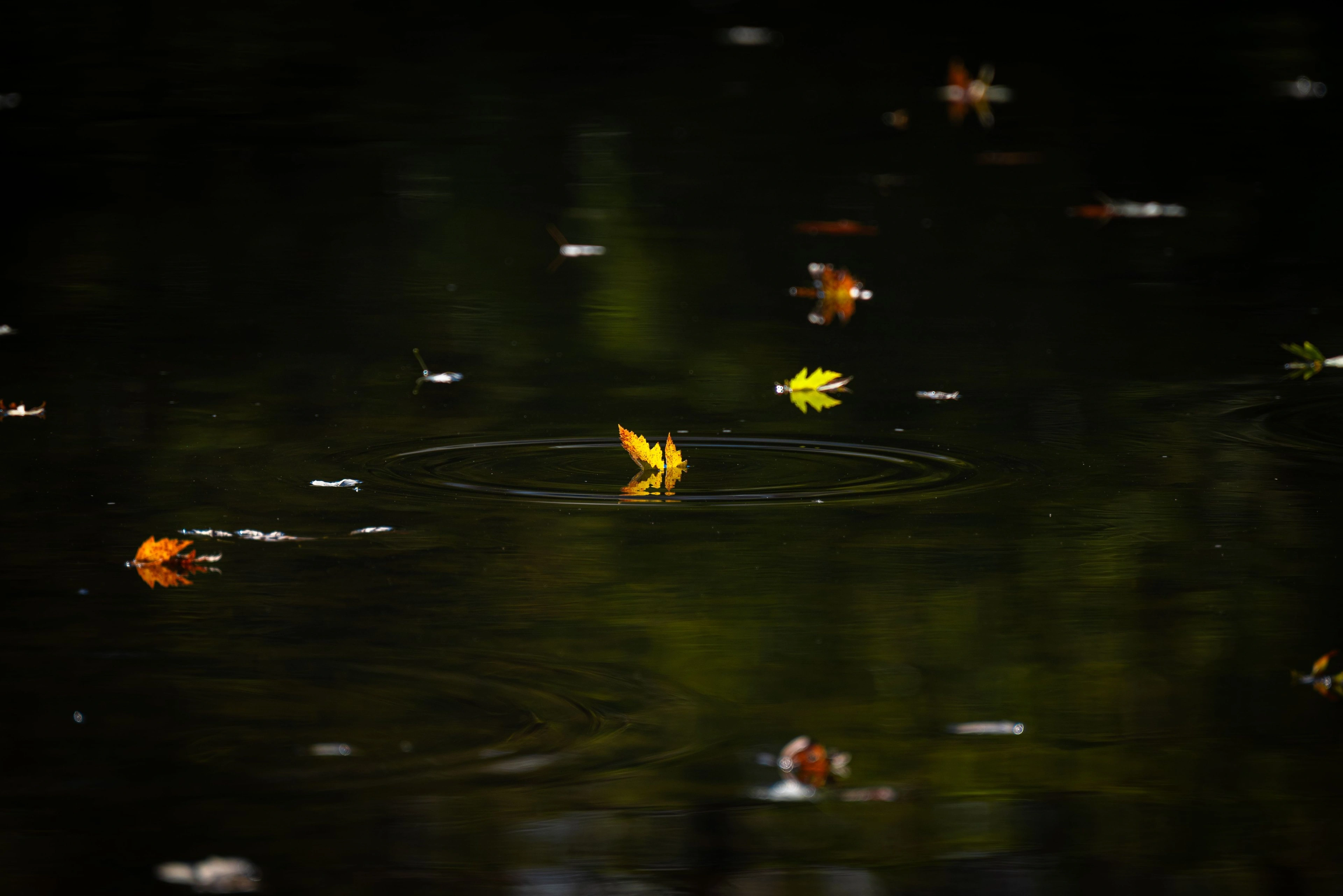 A single ripple spreading across dark water scattered with leaves.