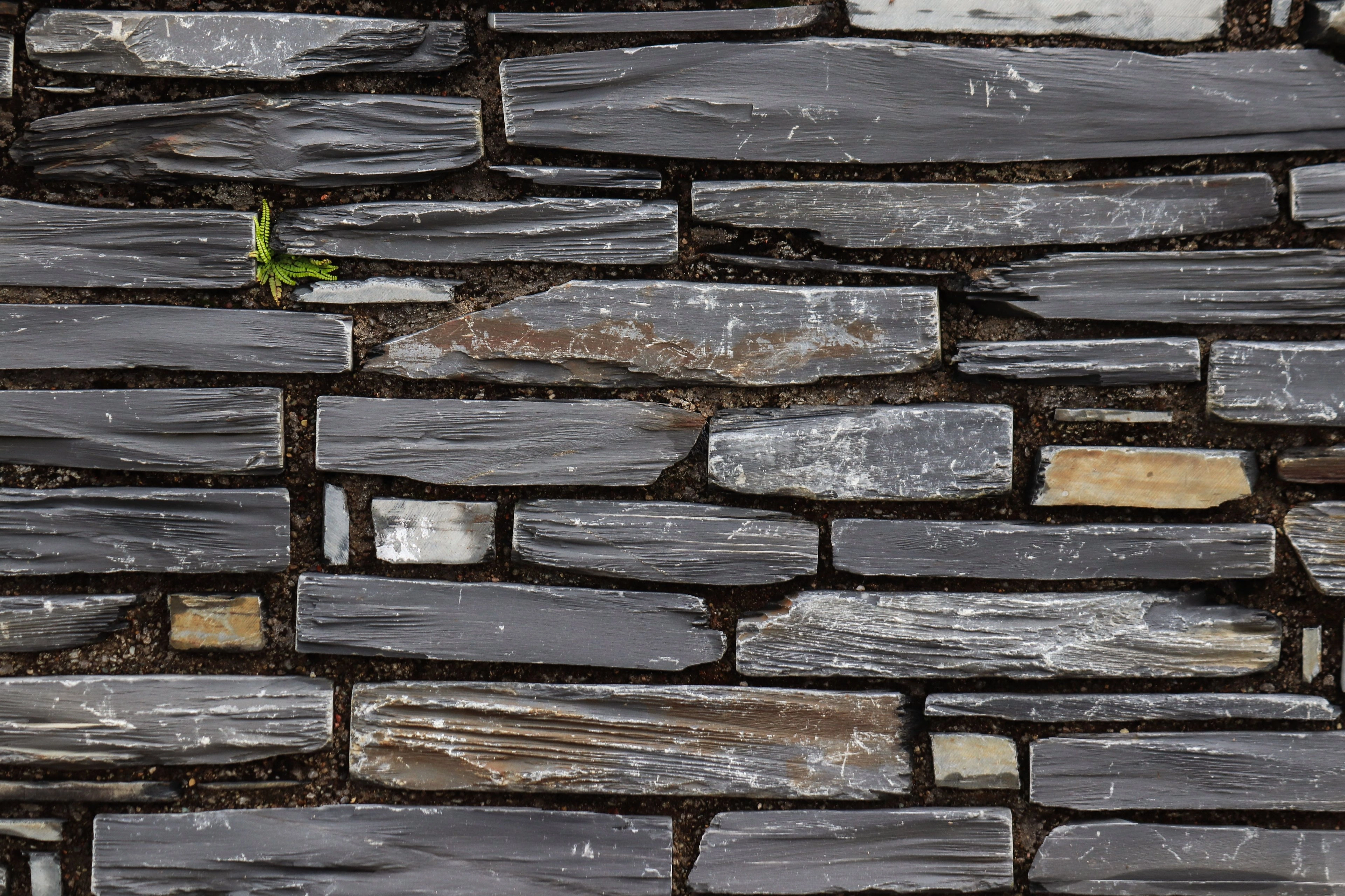 A wall of stacked dark slate stone with a single green sprig.