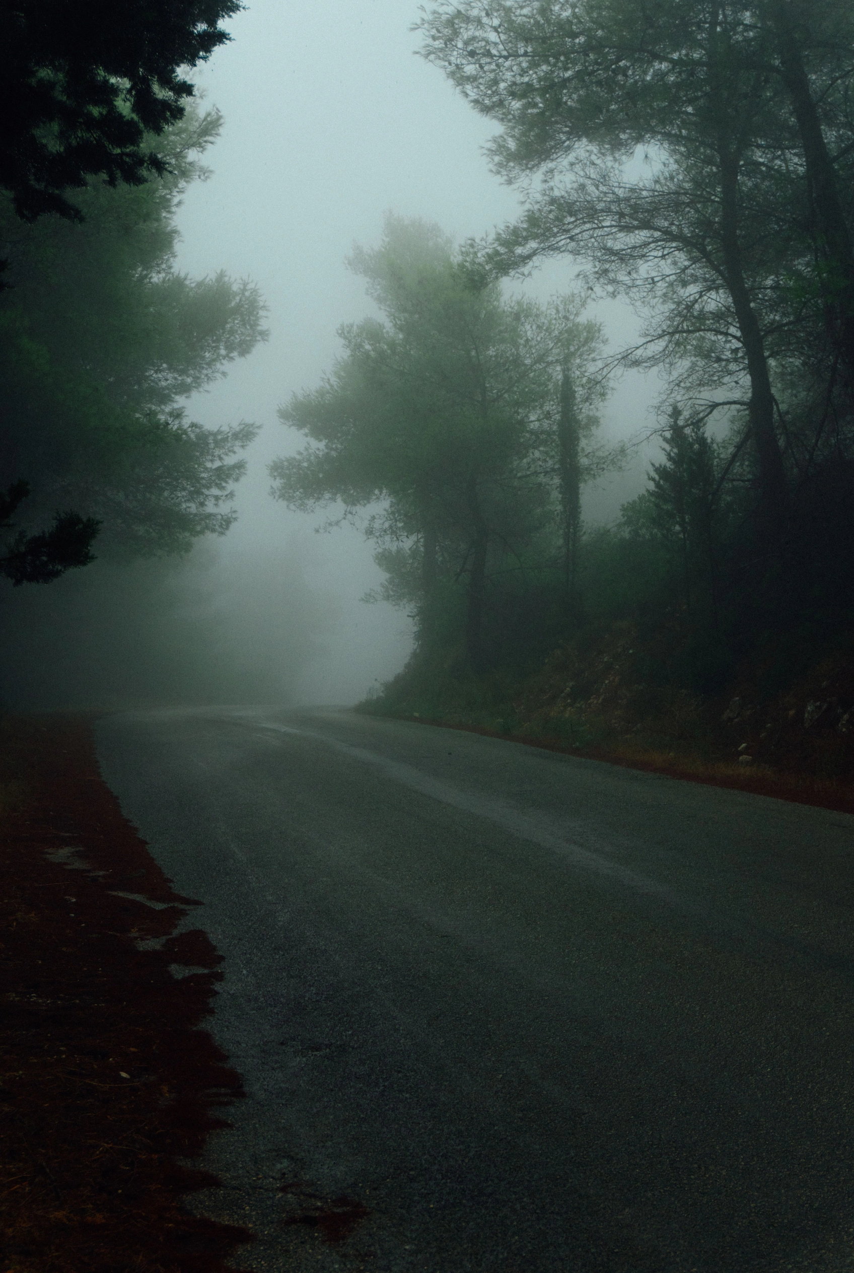 A misty forest road at dawn under soft grey light.