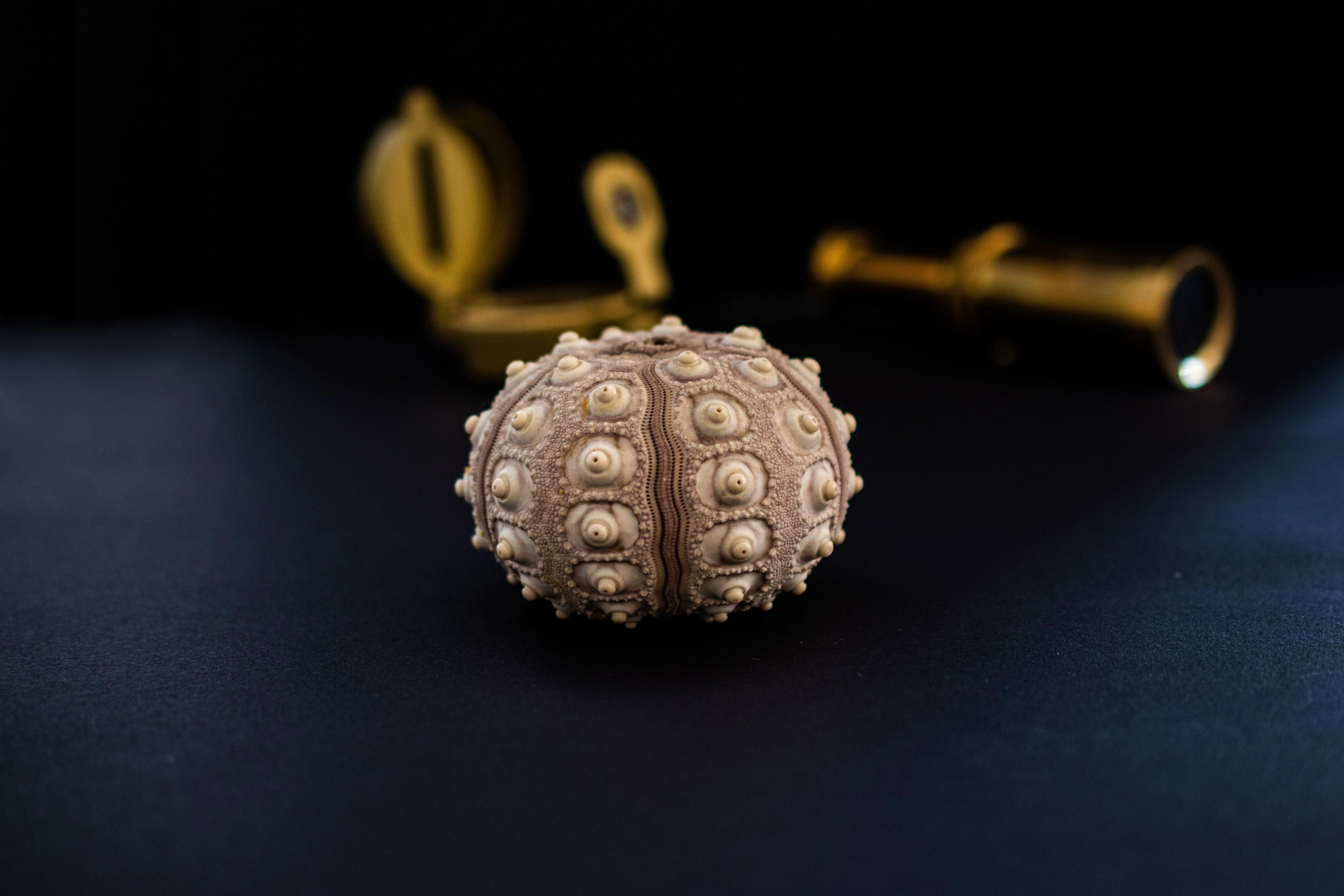 A brass compass and a spiny shell resting on a dark surface.